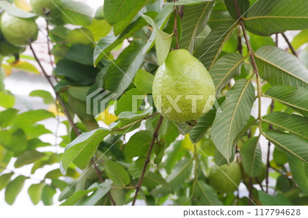 Guava fruit on the tree in the garden with green leaves background 117794628