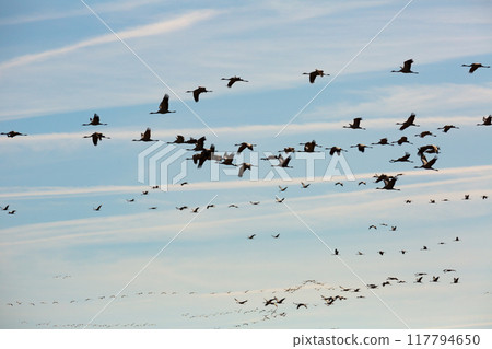 Flock of cranes in flight Flock of cranes in flight 117794650