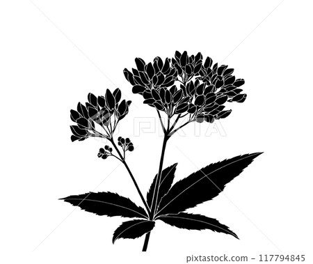Black and white illustration of Fujibakama 117794845