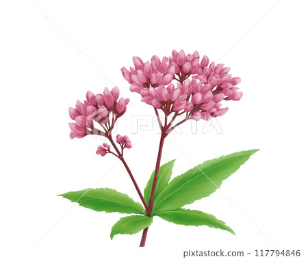 Fujibakama 的寫實水彩插圖 117794846