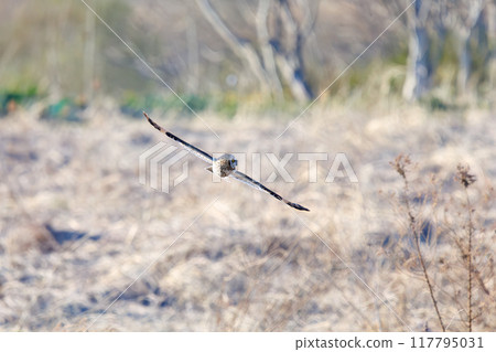 A beautiful short-eared owl (family Strigidae) flying over the reeds at dusk to hunt. Arakawa riverbed, Konosu City, Saitama Prefecture 117795031