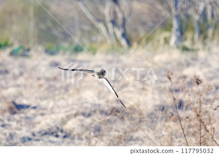 A beautiful short-eared owl (family Strigidae) flying over the reeds at dusk to hunt. Arakawa riverbed, Konosu City, Saitama Prefecture 117795032