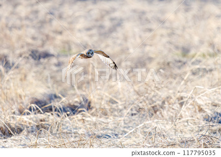 A beautiful short-eared owl (family Strigidae) flying over the reeds at dusk to hunt. Arakawa riverbed, Konosu City, Saitama Prefecture 117795035
