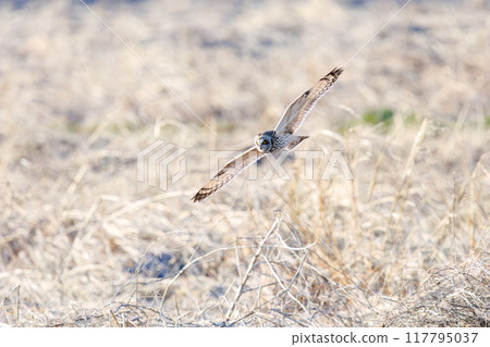 A beautiful short-eared owl (family Strigidae) flying over the reeds at dusk to hunt. Arakawa riverbed, Konosu City, Saitama Prefecture 117795037