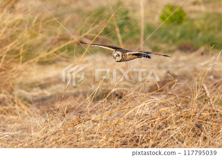 A beautiful short-eared owl (family Strigidae) flying over the reeds at dusk to hunt. Arakawa riverbed, Konosu City, Saitama Prefecture A beautiful short-eared owl (family Strigidae) flying over the reeds at dusk to hunt. Arakawa riverbed, Konosu City, Saitama Prefecture 117795039