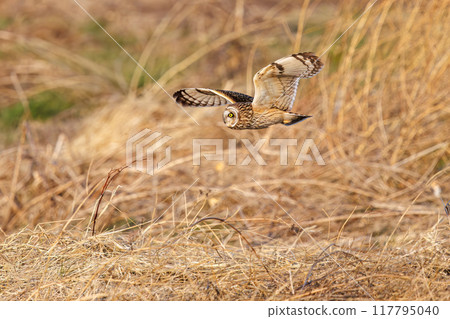 A beautiful short-eared owl (family Strigidae) flying over the reeds at dusk to hunt. Arakawa riverbed, Konosu City, Saitama Prefecture 117795040