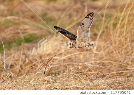 A beautiful short-eared owl (family Strigidae) flying over the reeds at dusk to hunt. Arakawa riverbed, Konosu City, Saitama Prefecture 117795041