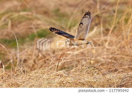 A beautiful short-eared owl (family Strigidae) flying over the reeds at dusk to hunt. Arakawa riverbed, Konosu City, Saitama Prefecture 117795042