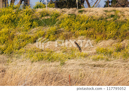 黃昏時分，一隻美麗的短耳鴞（鴞科）飛過蘆葦床捕獵。 埼玉縣鴻巢市荒川河床 117795052