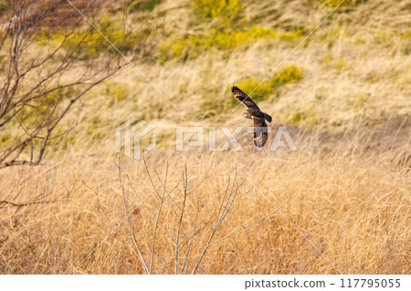 A beautiful short-eared owl (family Strigidae) flying over the reeds at dusk to hunt. Arakawa riverbed, Konosu City, Saitama Prefecture A beautiful short-eared owl (family Strigidae) flying over the reeds at dusk to hunt. Arakawa riverbed, Konosu City, Saitama Prefecture 117795055