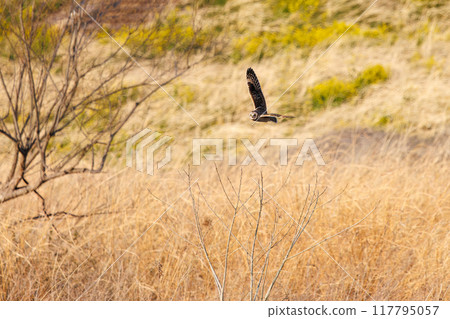 A beautiful short-eared owl (family Strigidae) flying over the reeds at dusk to hunt. Arakawa riverbed, Konosu City, Saitama Prefecture 117795057