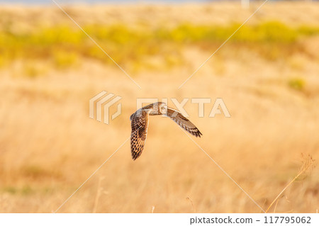 黃昏時分，一隻美麗的短耳鴞（鴞科）飛過蘆葦床捕獵。 埼玉縣鴻巢市荒川河床 117795062