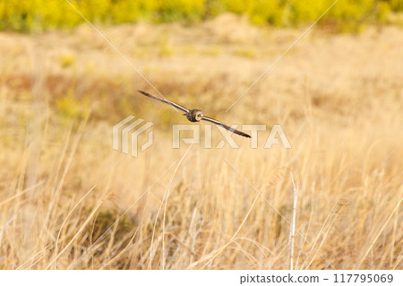 A beautiful short-eared owl (family Strigidae) flying over the reeds at dusk to hunt. Arakawa riverbed, Konosu City, Saitama Prefecture 117795069