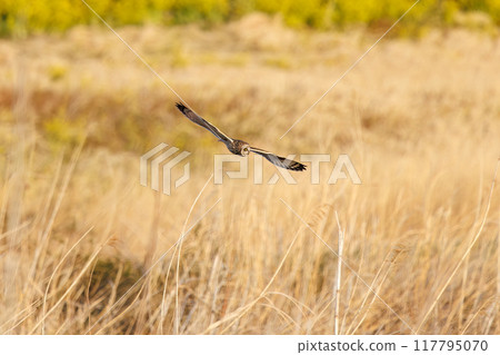 A beautiful short-eared owl (family Strigidae) flying over the reeds at dusk to hunt. Arakawa riverbed, Konosu City, Saitama Prefecture A beautiful short-eared owl (family Strigidae) flying over the reeds at dusk to hunt. Arakawa riverbed, Konosu City, Saitama Prefecture 117795070