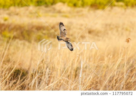 A beautiful short-eared owl (family Strigidae) flying over the reeds at dusk to hunt. Arakawa riverbed, Konosu City, Saitama Prefecture A beautiful short-eared owl (family Strigidae) flying over the reeds at dusk to hunt. Arakawa riverbed, Konosu City, Saitama Prefecture 117795072