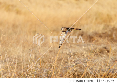 A beautiful short-eared owl (family Strigidae) flying over the reeds at dusk to hunt. Arakawa riverbed, Konosu City, Saitama Prefecture 117795076