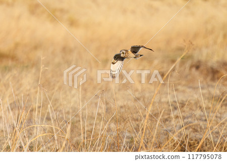 A beautiful short-eared owl (family Strigidae) flying over the reeds at dusk to hunt. Arakawa riverbed, Konosu City, Saitama Prefecture 117795078