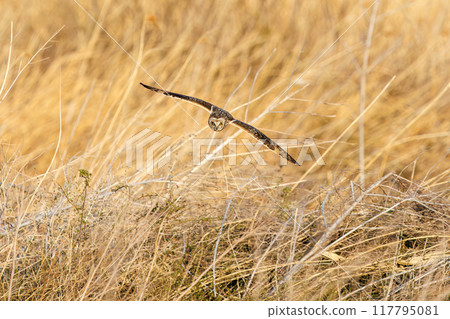 A beautiful short-eared owl (family Strigidae) flying over the reeds at dusk to hunt. Arakawa riverbed, Konosu City, Saitama Prefecture 117795081