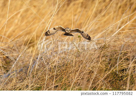 黃昏時分，一隻美麗的短耳鴞（鴞科）飛過蘆葦床捕獵。 埼玉縣鴻巢市荒川河床 117795082