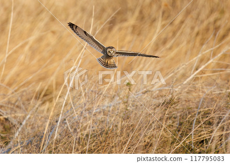 黃昏時分，一隻美麗的短耳鴞（鴞科）飛過蘆葦床捕獵。 埼玉縣鴻巢市荒川河床 117795083
