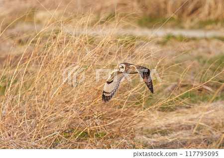 A beautiful short-eared owl (family Strigidae) flying over the reeds at dusk to hunt. Arakawa riverbed, Konosu City, Saitama Prefecture 117795095