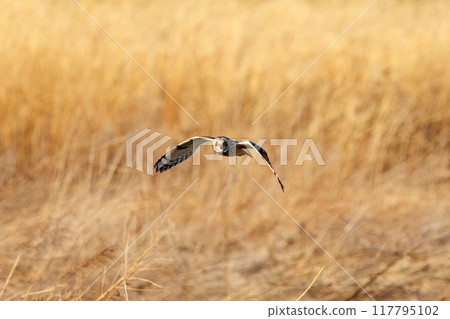 A beautiful short-eared owl (family Strigidae) flying over the reeds at dusk to hunt. Arakawa riverbed, Konosu City, Saitama Prefecture 117795102