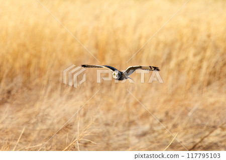 A beautiful short-eared owl (family Strigidae) flying over the reeds at dusk to hunt. Arakawa riverbed, Konosu City, Saitama Prefecture A beautiful short-eared owl (family Strigidae) flying over the reeds at dusk to hunt. Arakawa riverbed, Konosu City, Saitama Prefecture 117795103