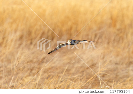 A beautiful short-eared owl (family Strigidae) flying over the reeds at dusk to hunt. Arakawa riverbed, Konosu City, Saitama Prefecture 117795104