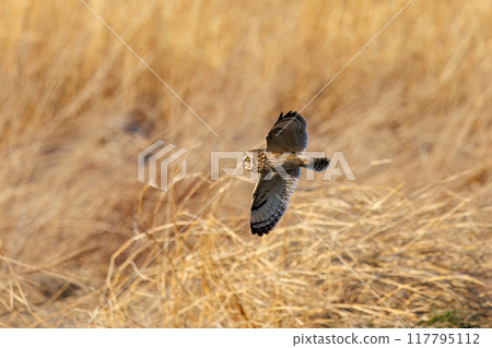 A beautiful short-eared owl (family Strigidae) flying over the reeds at dusk to hunt. Arakawa riverbed, Konosu City, Saitama Prefecture 117795112