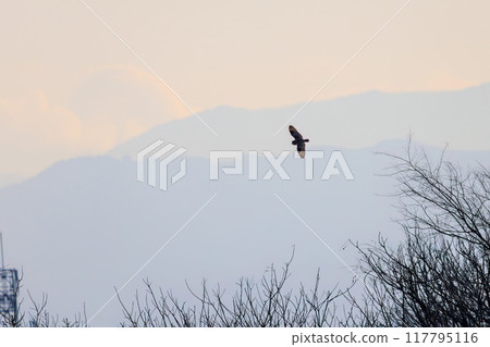 黃昏時分，一隻美麗的短耳鴞（鴞科）飛過蘆葦床捕獵。 埼玉縣鴻巢市荒川河床 117795116
