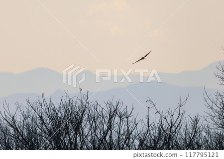 A beautiful short-eared owl (family Strigidae) flying over the reeds at dusk to hunt. Arakawa riverbed, Konosu City, Saitama Prefecture 117795121