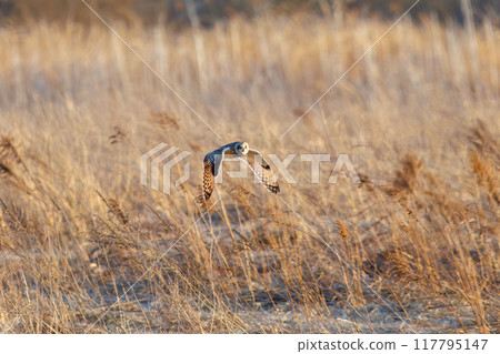 A beautiful short-eared owl (family Strigidae) flying over the reeds at dusk to hunt. Arakawa riverbed, Konosu City, Saitama Prefecture 117795147