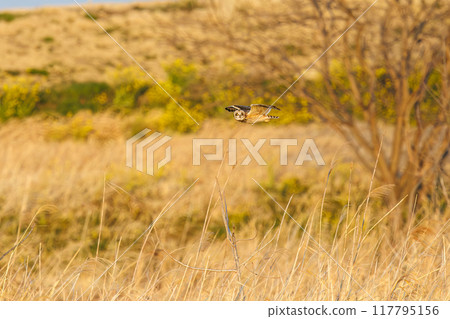 黃昏時分，一隻美麗的短耳鴞（鴞科）飛過蘆葦床捕獵。 埼玉縣鴻巢市荒川河床 117795156