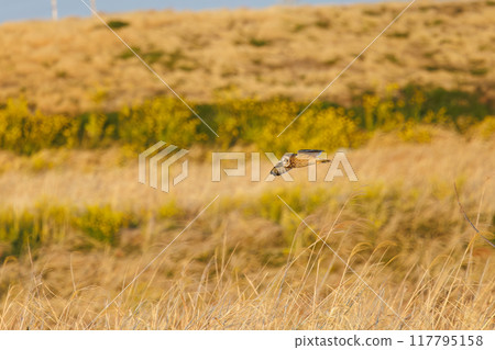 A beautiful short-eared owl (family Strigidae) flying over the reeds at dusk to hunt. Arakawa riverbed, Konosu City, Saitama Prefecture 117795158