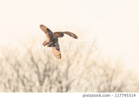 Beautiful short-eared owls (family Strigidae) flying at dusk and fighting fiercely with their relatives. Arakawa riverbed, Konosu City, Saitama Prefecture 117795314