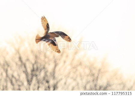 Beautiful short-eared owls (family Strigidae) flying at dusk and fighting fiercely with their relatives. Arakawa riverbed, Konosu City, Saitama Prefecture Beautiful short-eared owls (family Strigidae) flying at dusk and fighting fiercely with their relatives. Arakawa riverbed, Konosu City, Saitama Prefecture 117795315