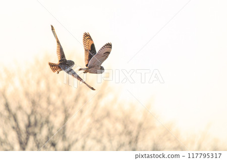 美麗的短耳貓頭鷹(貓頭鷹科)在黃昏時飛翔時,與自己的親屬展開激烈的競爭。 埼玉縣鴻巢市荒川河床 美麗的短耳貓頭鷹(貓頭鷹科)在黃昏時飛翔時,與自己的親屬展開激烈的競爭。 埼玉縣鴻巢市荒川河床 117795317