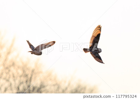 Beautiful short-eared owls (family Strigidae) flying at dusk and fighting fiercely with their relatives. Arakawa riverbed, Konosu City, Saitama Prefecture 117795324