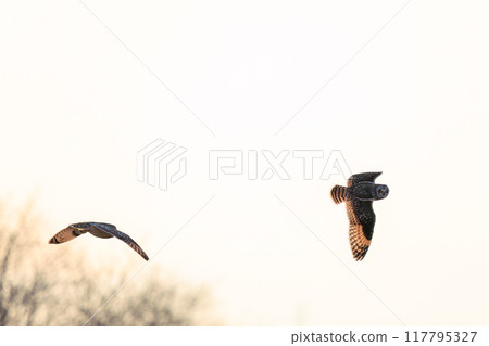 美麗的短耳貓頭鷹（貓頭鷹科）在黃昏時飛翔時，與自己的親屬展開激烈的競爭。 埼玉縣鴻巢市荒川河床 117795327