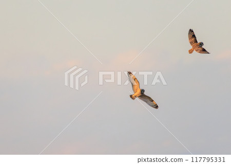 Beautiful short-eared owls (family Strigidae) flying at dusk and fighting fiercely with their relatives. Arakawa riverbed, Konosu City, Saitama Prefecture Beautiful short-eared owls (family Strigidae) flying at dusk and fighting fiercely with their relatives. Arakawa riverbed, Konosu City, Saitama Prefecture 117795331