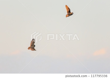美麗的短耳貓頭鷹(貓頭鷹科)在黃昏時飛翔時,與自己的親屬展開激烈的競爭。 埼玉縣鴻巢市荒川河床 美麗的短耳貓頭鷹(貓頭鷹科)在黃昏時飛翔時,與自己的親屬展開激烈的競爭。 埼玉縣鴻巢市荒川河床 117795336