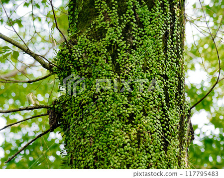 附生蕨類植物 附生蕨類植物 117795483