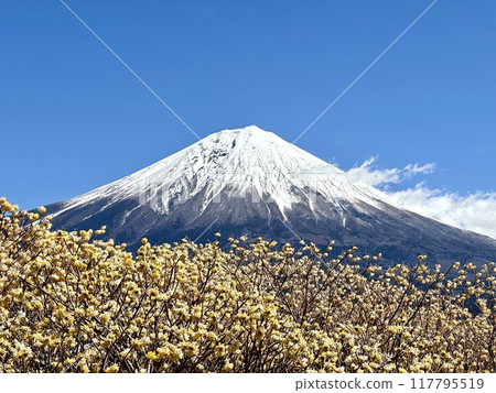 三um和富士山 117795519