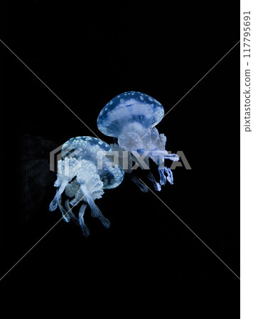 Glow in the dark jellyfish 117795691