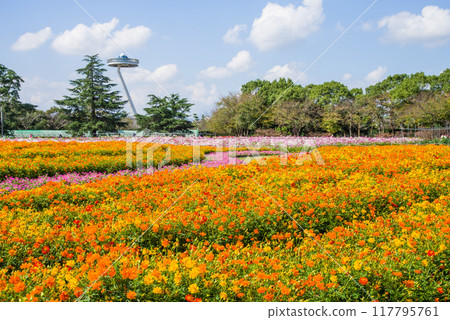 [Nabana no Sato] Yellow cosmos in full bloom 117795761