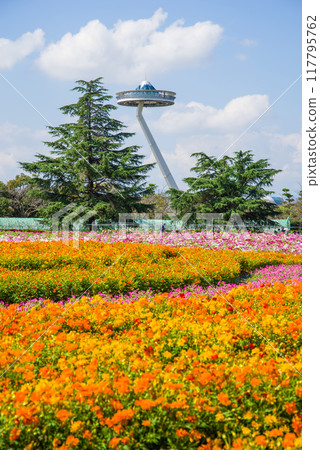 【名花之裡】盛開的“Kibana Cosmos” 117795762