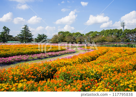 [Nabana no Sato] Yellow cosmos in full bloom 117795838