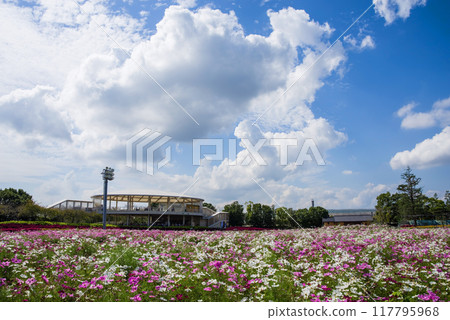 Refreshing autumn sky and cosmos fields [Nagashima Resort Nabana no Sato] 117795968