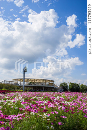 Refreshing autumn sky and cosmos fields [Nagashima Resort Nabana no Sato] 117795969