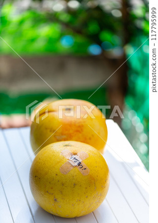 Photo of pomelo, yuzu, buntan 117795999
